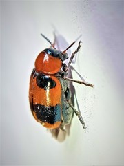 Coptocephala hellenica