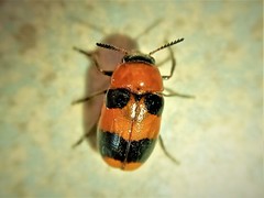 Coptocephala hellenica