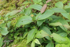 Viburnum cassinoides image