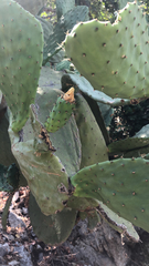 Opuntia ficus-indica