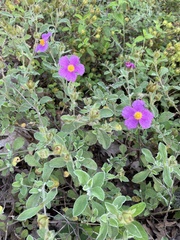Cistus creticus