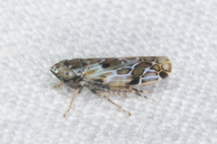 Crumbana arundinea