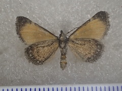 Dichromodes scothima