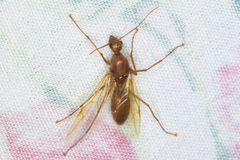 Camponotus castaneus