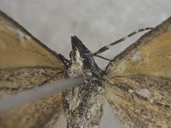 Dichromodes scothima