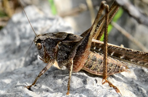 Šikarski konjici (Platycleis)