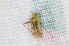Phytocoris tibialis