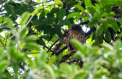 Ninox philippensis