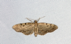 Eupithecia actaeata