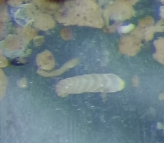Ammotium fragile