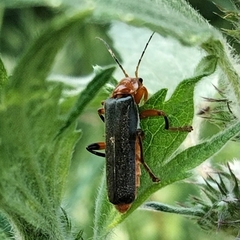 Cantharis livida