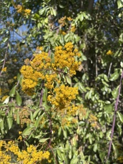Senecio pleistophyllus
