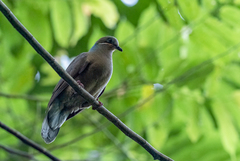 Phapitreron leucotis
