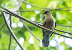 Phapitreron leucotis