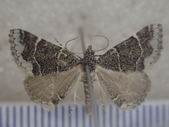 Dichromodes partitaria