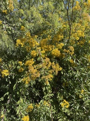 Senecio pleistophyllus