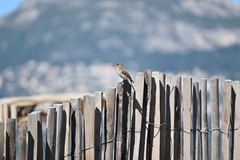 Muscicapa striata tyrrhenica