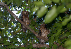 Ninox philippensis