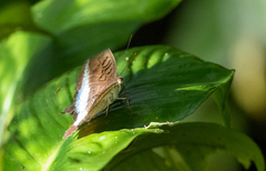Tanaecia calliphorus