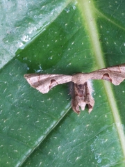 Phazaca alikangensis