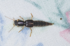 Pinophilus