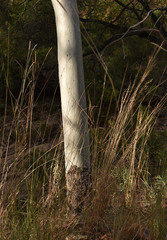 Corymbia confertiflora