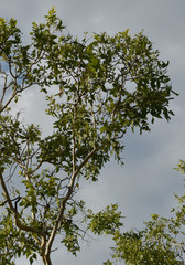 Corymbia confertiflora