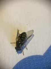 Dasysyrphus venustus