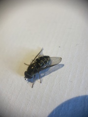 Dasysyrphus venustus