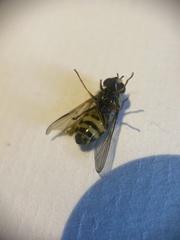 Dasysyrphus venustus