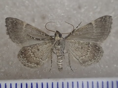 Dichromodes partitaria