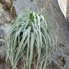 Puya ferruginea