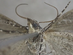Dichromodes partitaria