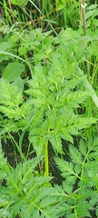 Pleurospermum uralense