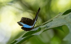Tanaecia calliphorus