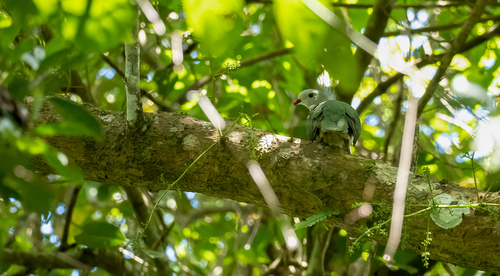 Cream-breasted Fruit Dove (Ramphiculus merrilli), photo 3