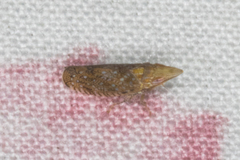 Scaphytopius cinereus