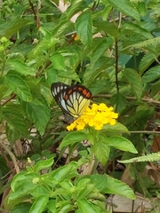 Delias hyparete luzonensis