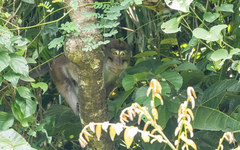 Macaca fascicularis philippensis