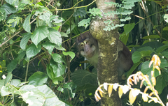 Macaca fascicularis philippensis