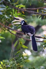 Anthracoceros albirostris