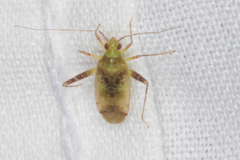 Phytocoris tibialis
