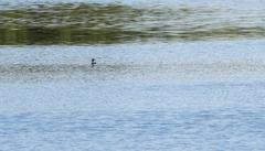 Tachybaptus ruficollis