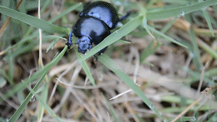Springtime Dung Beetle photo 3