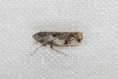 Crumbana arundinea