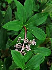 Medinilla formosana