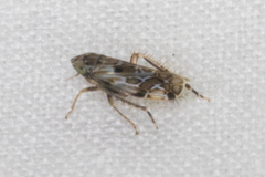 Crumbana arundinea