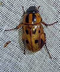 Cyclocephala multiplex