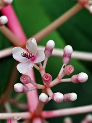 Medinilla formosana