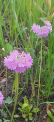 Primula nutans